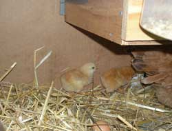 The Twin Poplar Trees