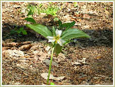 Catesby Trillium