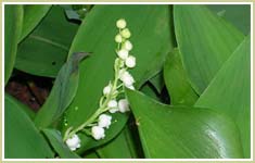 Lily of the Valley